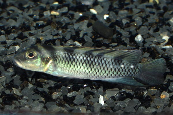 Males of the species are less colourful than females - note the lack of red on the belly of this individual