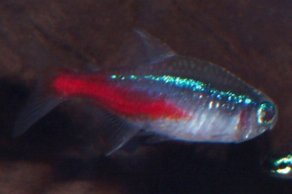 The neon tetra is probably the most instantly recognisable aquarium species