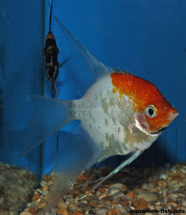 Angel fish cultivars are more widely available than the wild type fish. This is an "orange face" angel.