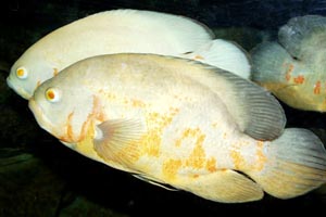 Astronotus ocellatus - Oscar, Velvet cichlid - There are several man-made varieties of oscar. This is the albino.