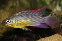 Pelvicachromis taeniatus