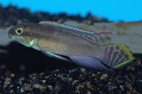 Pelvicachromis taeniatus