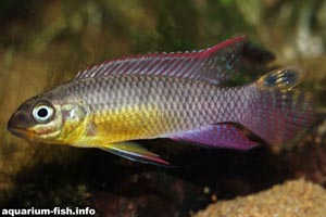 Pelvicachromis taeniatus -  -  A <I>Pelvicachromis taeniatus</I> from Lalonge