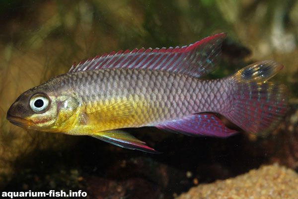  A <I>Pelvicachromis taeniatus</I> from Lalonge