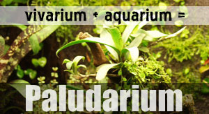 paludarium information