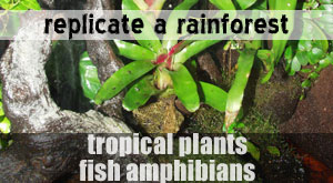 paludarium information