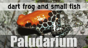 paludarium information