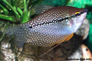 Trichogaster leeri - Pearl gourami - The female pearl gourami has none of the golden coloration on the throat