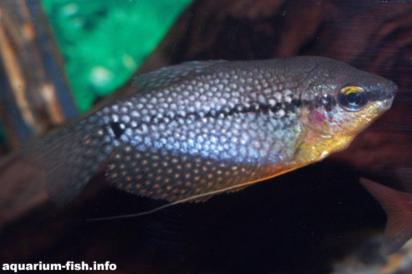 Males do have a golden throat.