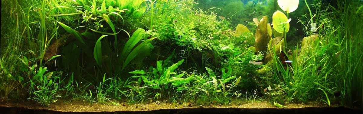 A lushly planted aquarium