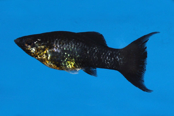 A terrific black platy