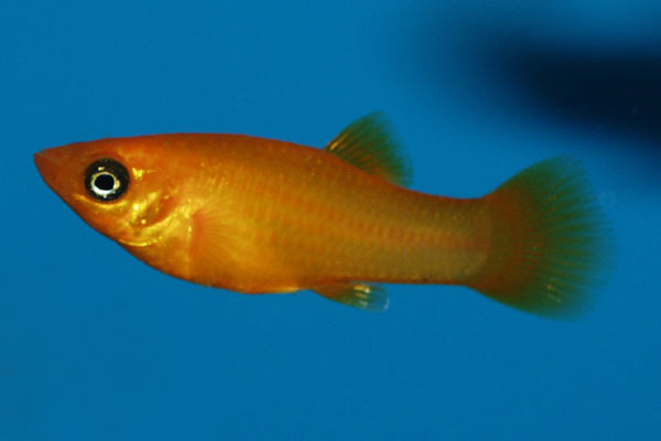 This orange platy is one of many colour forms, that are much brighter than the wild fish