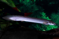 Polypterus senegalus