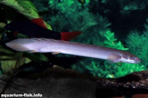 Polypterus senegalus - Senegal bichir - The Senegal bichir is widespread in Africa