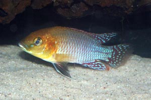 Pseudocrenilabrus nicholsi - Dwarf african mouthbrooder - A colourful male.