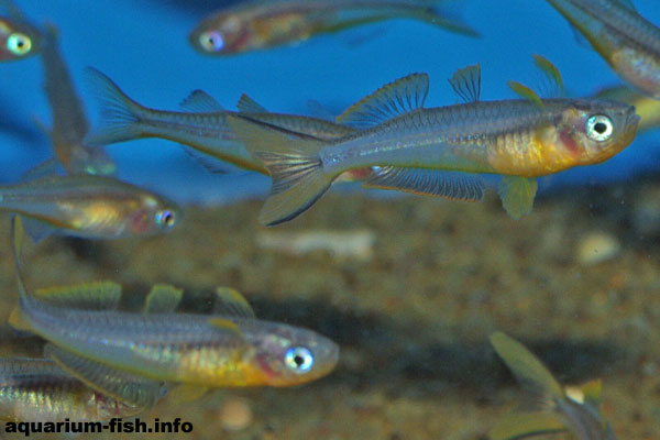 A shoal of Forktail rainbows displaying with their fins
