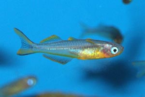 Pseudomugil furcatus - Forktail rainbow - Often referred to as the fork-tailed rainbowfish, or blue-eyed forktail