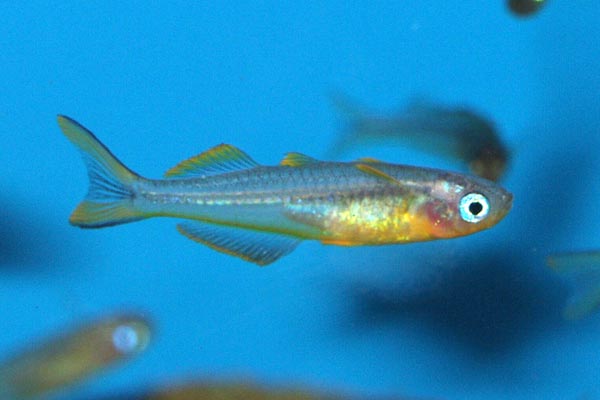Often referred to as the fork-tailed rainbowfish, or blue-eyed forktail