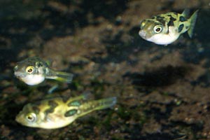 Carinotetraodon travancoricus - Dwarf puffer fish - Despite their small size, dwarf puffers still nip the fins of other fish