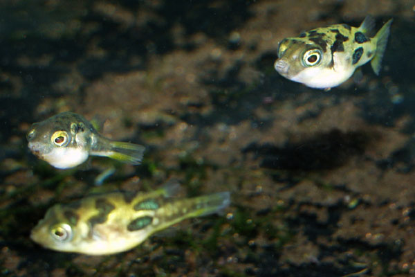 Despite their small size, dwarf puffers still nip the fins of other fish