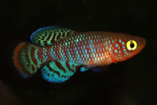 Nothobranchius rachovii is one of the most spectacular of all aquarium species, and photographs rarely do it justice