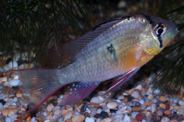 Red finned Ram