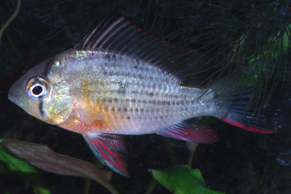 The red-finned ram does fine in a community setting