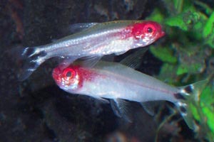 Hemigrammus bleheri - Rummy-nosed tetra - These tetras fit in well in an Amazon style biotope tank