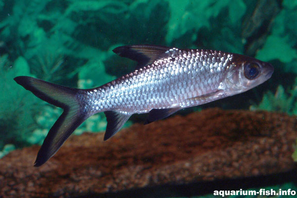 These fish are very quick swimmers, coming from fast flowing rivers in South East Asia