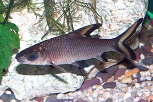 Balantiocheilos melanopterus - Silver shark, Bala shark, Tricolor Shark, Tricolor sharkminnow - This species is too big for most home aquariums