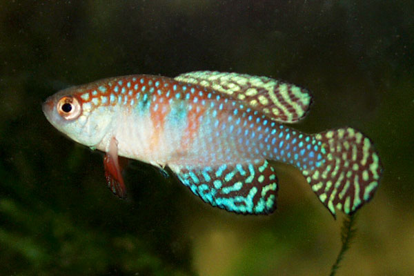 Simponichthys magnificus is one of the more colourful South American annual fish