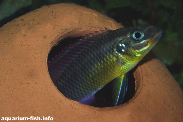 A <I>Pelvicachromis taeniatus</I> peeps out of its spawning cave