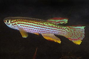 Aphyosemion striatum - Striped killifish - Aphyosemion striatum is one of the best known, and most kept killifish