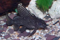 Synodontis eupterus