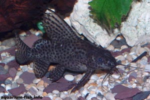 Synodontis eupterus - Feather fin catfish - The adult coloration is far more spotted than the stripey juvenilles