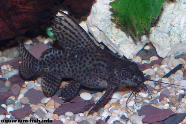 The adult coloration is far more spotted than the stripey juvenilles