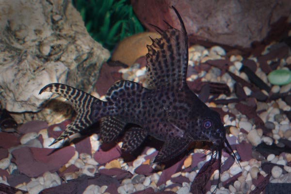 Featherfin catfish, Synodontis eupterus