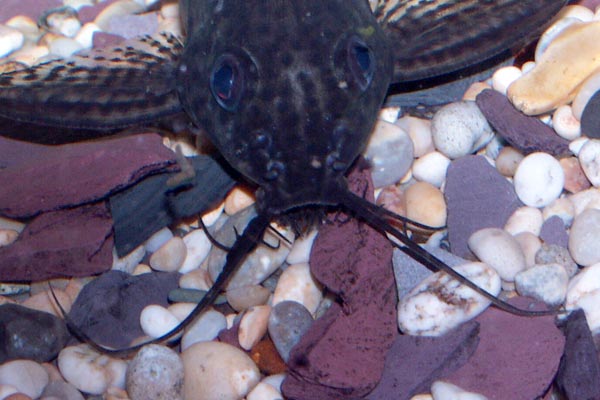 Like all members of the genera Synodontis eupterus has 3 sets of barbels.