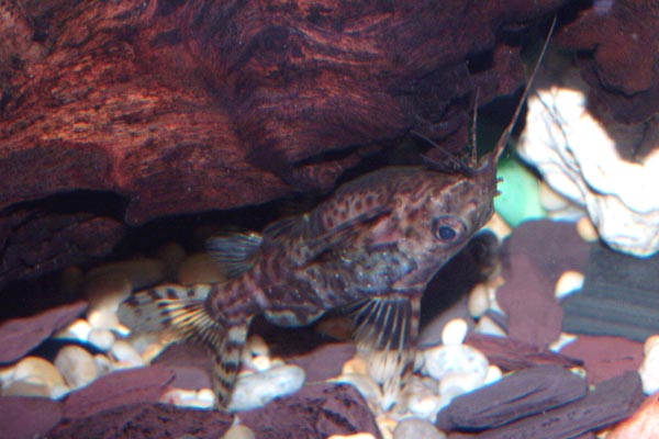 The upside down catfish in its familiar upside down swimming position