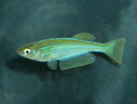 Lamprichthys tanganicanus