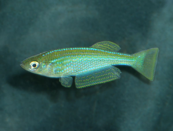 This lampeye is one of the largest shoaling killifish