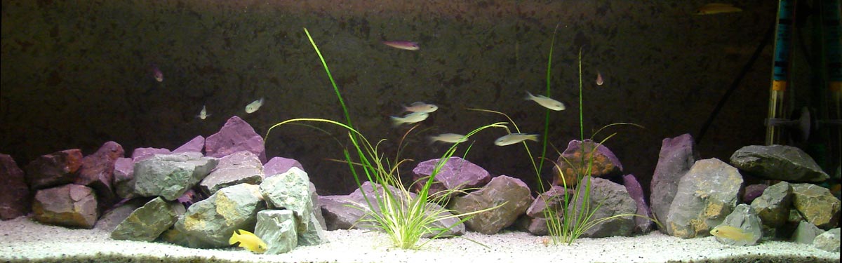 A typical Lake Tanganyika aquarium