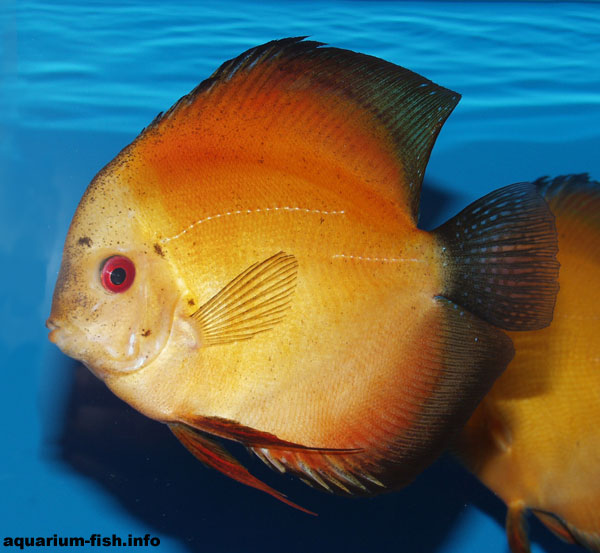 The tangerine Discus. These Discus have been selectively bred for their bright orange colouration as the name suggests