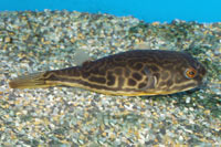 Tetraodon mbu