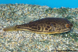 Tetraodon mbu - Giant fresh water puffer  - The mbu puffer can reach 2 feet long! Not an ideal home aquarium species