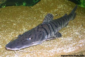 Pseudoplatystoma fasciatum - Tiger shovelnose catfish - Tiger shovelnose catfish are simply too big for home aquariums