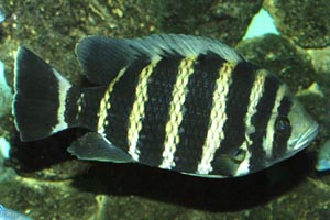 Tilapia joka -  - A fully grown Tilapia joka