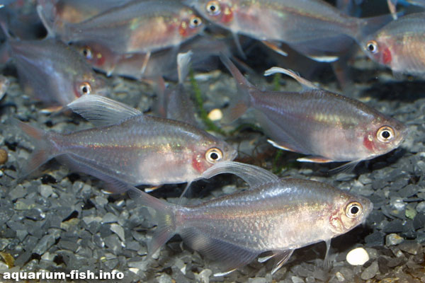 Immature white-tipped tetras are less colourful than older ones; the reds especially intensify with age