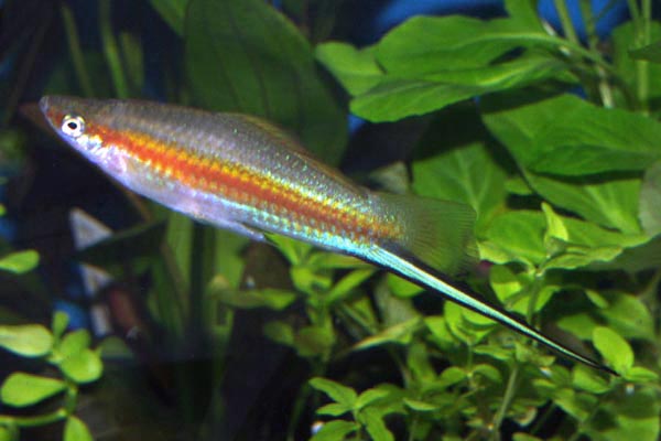 The green swordtail is the wild-type fish. Only the males having the spectacular sword extension to its tail.