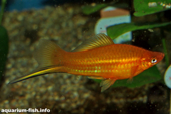 An attractive male swordtail
